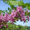 Саженцы акации (Робиния) Маргарита Каск Руж (Casque Rouge) - 5 шт.: фото и описание