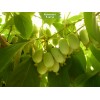 Саженцы актинидии женский Незнакомка - 5 шт.: фото и описание