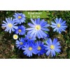 Луковицы анемоны Бланда (Blanda) - 5 шт.: фото и описание
