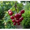 Саженцы черешни Бряночка - 5 шт.: фото и описание