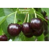 Саженцы черешни Мелитопольская - 5 шт.: фото и описание