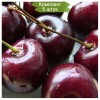 Саженцы черешни Радица (Radica) - 5 шт.: фото и описание