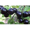 Саженцы черевишни Черный принц - 5 шт.: фото и описание