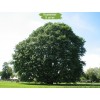Саженцы дуба Каштанолистный 100-150 см - 5 шт.: фото и описание