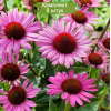 Саженцы эхинацеи пурпурной Магнус (Magnus) - 5 шт.: фото и описание