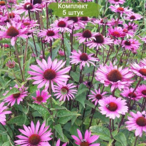 Комплект 5шт / Эхинацея пурпурная Саммер Скай (Summer Sky)