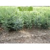 Саженцы Ели Голубая Кейбаб (Kaibab) 40-60 см - 5 шт.: фото и описание