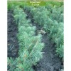 Саженцы Ели Голубая Мисти Блу (Misty Blue) до 20 см - 5 шт.: фото и описание