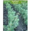 Сеянцы ели голубой (от 10 см) - 5 шт.: фото и описание
