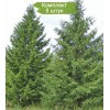 Саженцы Ели Сибирская до 2 метров - 5 шт.: фото и описание
