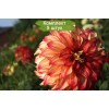 Клубни георгина шаровидный Спартакус (Spartacus) - 5 шт.: фото и описание