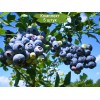 Саженцы голубики Блю Рей (Blue Ray) - 5 шт.: фото и описание