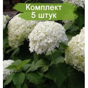 Комплект 5шт / Гортензия Баунти (Bounty) (древовидная)