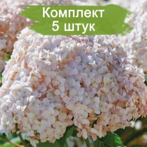 Комплект 5шт / Гортензия Кэндибелл Маршмэллоу (Candybelle Marshmallow) (древовидная)