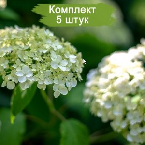 Комплект 5шт / Гортензия Инкредибол (Incrediball) (древовидная)
