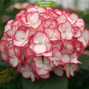 Комплект 5шт / Гортензия Мэджикал Колор Дрим (Magical Color Dream) (крупнолистная)