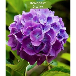 Комплект 5шт / Гортензия Мэджикал Фламенко Блю (Magical Flamenco blue)