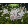 Саженцы гортензии метельчатой Мега Минди (Mega Mindy) - 5 шт.: фото и описание