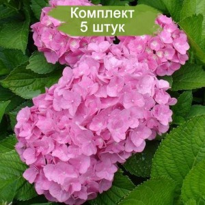 Комплект 5шт / Гортензия Пинк Вондер (крупнолистная) (Pink Wonder)