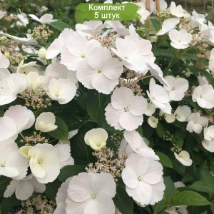 Комплект 5шт / Гортензия Ранэвэй Брайд (Runaway Bride) саженцы (ампельная)