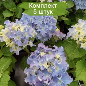Комплект 5шт / Гортензия Спайк (крупнолистная) (Spike)