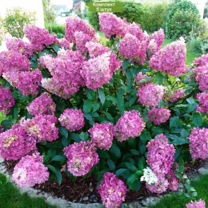 Комплект 5шт / Гортензия Сандей Фрайз (Sundae Fraise) (метельчатая)