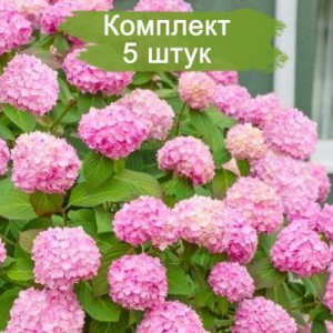 Комплект 5шт / Гортензия Уайт Пинк (White Pink) (крупнолистная)