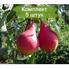 Саженцы груши Нарядная Ефимова - 5 шт.: фото и описание