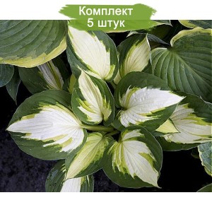 Комплект 5шт / Хоста Колор Фестиваль (Color Festival)