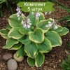 Саженцы хосты Фрагрант Букет (Fragrant Bouquet) - 5 шт.: фото и описание