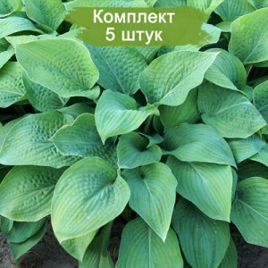 Комплект 5шт / Хоста Мармелад Он Тост ( Marmalade On Toast )