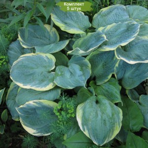 Комплект 5шт / Хоста Пизаз (Pizzazz)