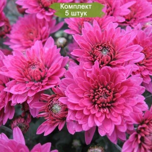 Комплект 5шт / Хризантема Брандрим (Brandrim) (мультифлора/сиреневая)
