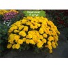 Саженцы хризантемы мультифлора Браниндио (Branindio) - 5 шт.: фото и описание