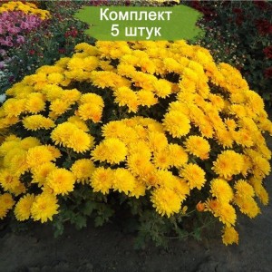 Комплект 5шт / Хризантема Браниндио (Branindio) (мультифлора/жёлтая)