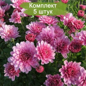 Комплект 5шт / Хризантема Бранроуз (Branrouse) (Мультифлора/Сиреневая)