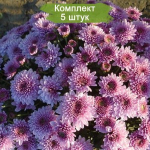 Комплект 5шт / Хризантема Бренсаунд Пёрпл (Bransound Purple) (Мультифлора/Сиреневая)