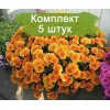 Саженцы хризантемы мультифлора Молфетта Оранж (Molfetta Orange) (Оранжевая) - 5 шт.: фото и описание
