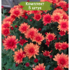 Саженцы хризантемы мультифлора Падре Красная (Оранжевая) - 5 шт.: фото и описание