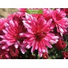 Саженцы хризантемы мультифлора ПАН лилак (Pan Lilac) (Ярко-малиновая) - 5 шт.: фото и описание