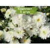 Саженцы хризантемы мультифлора Пауло Уайт (Paularo White) (Белая) - 5 шт.: фото и описание