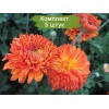 Саженцы среднецветковой хризантемы Пектораль (Pectoral) (Оранжевая) - 5 шт.: фото и описание