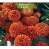 Саженцы среднецветковой хризантемы Салютная (Оранжевая) - 5 шт.: фото и описание