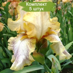 Комплект 5шт / Ирис Депеш Мод (Depeshe Mode)