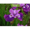 Саженцы ириса Леди Ванесса (Lady Vanessa) - 5 шт.: фото и описание
