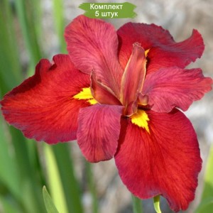 Комплект 5шт / Ирис Луизиана Энн Чоунинг (Ann Chowning)