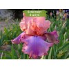 Саженцы ириса Прелестный розовый - 5 шт.: фото и описание