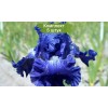 Саженцы ириса Сапфировая заря - 5 шт.: фото и описание