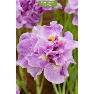 Комплект 5шт / Ирис сибирский Пинк Парфе (Pink Parfait)