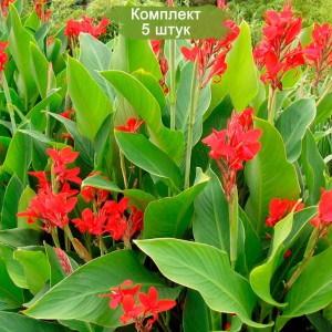 Комплект 5шт / Канны Президент